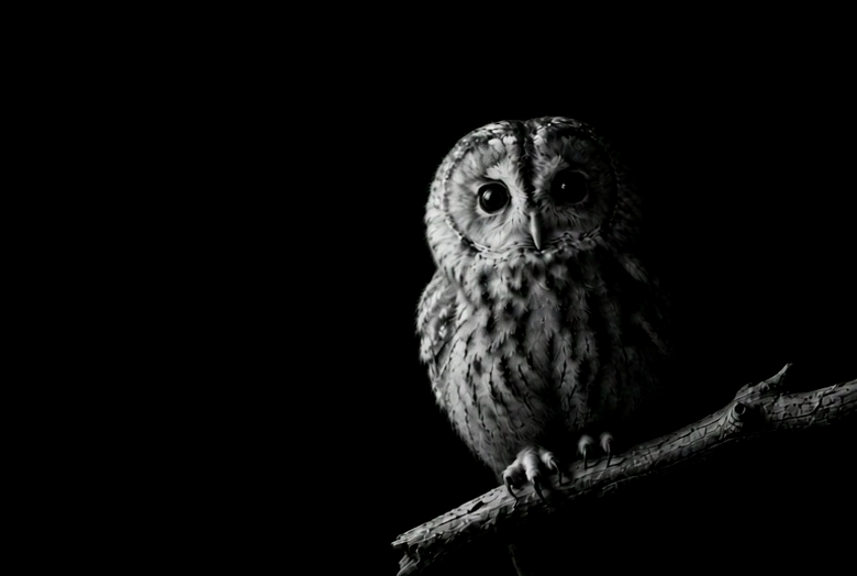 Fukurō, a small tawny owl on a bare branch, the last of the light on one side of it, the rest of it in the night.